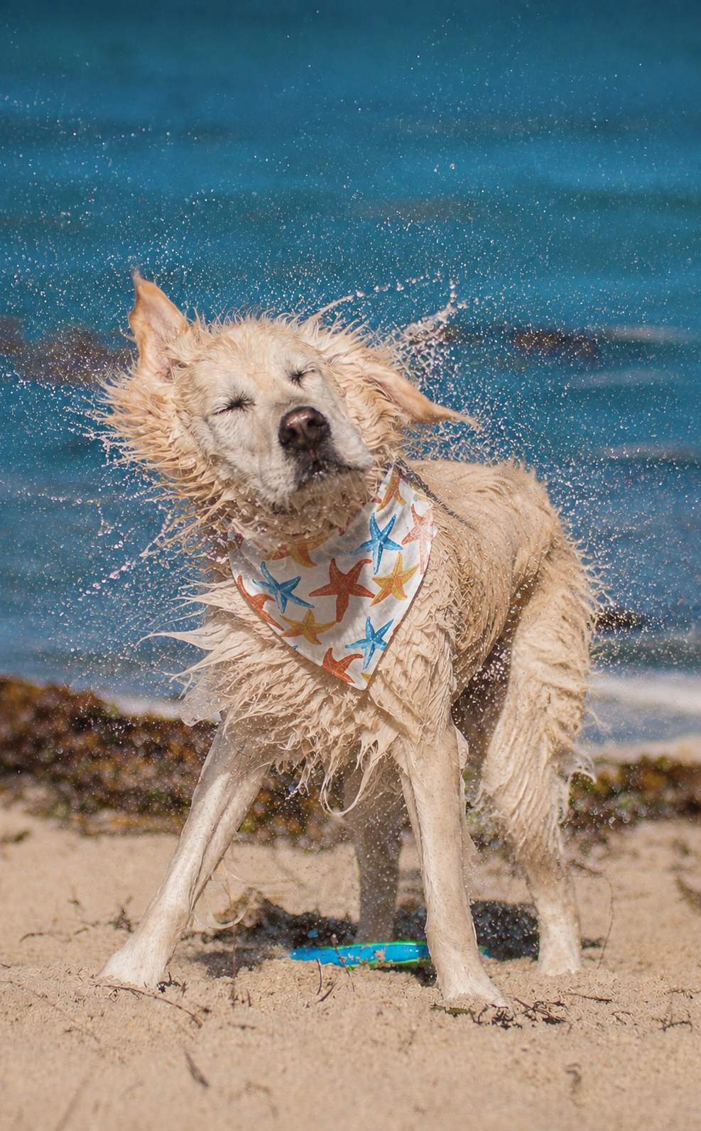 Pet Bandana — Colorful Watercolor Starfish Clip-On Collar Accessory | Tropical