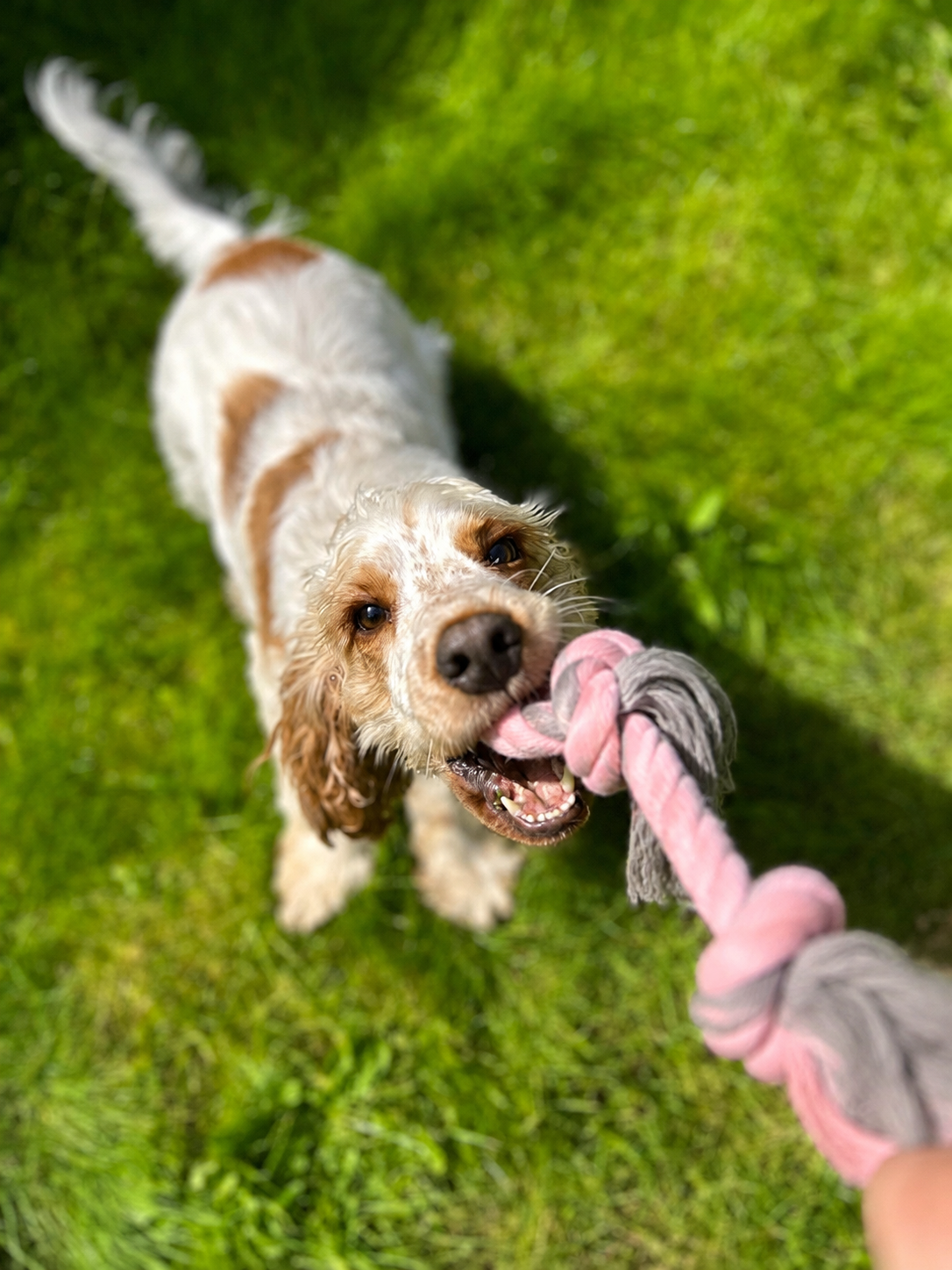 Bella’s Paws Braided Rope Dog Toy