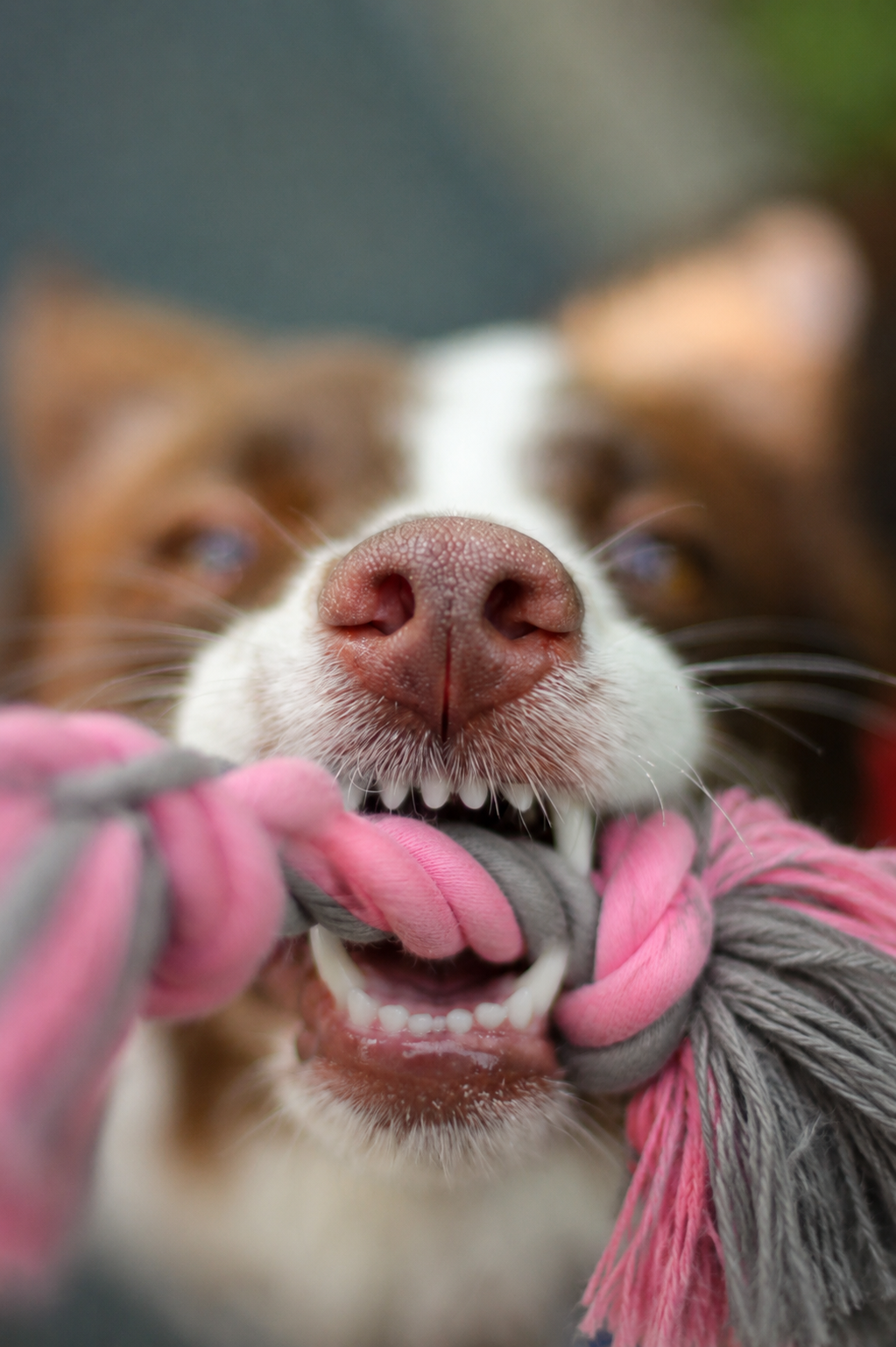 Bella’s Paws Braided Rope Dog Toy